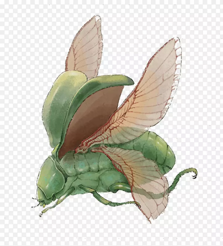 昆虫蝴蝶杀虫图.绿色昆虫