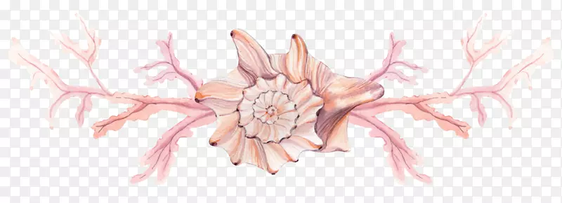 植物绘画.手绘植物和海螺