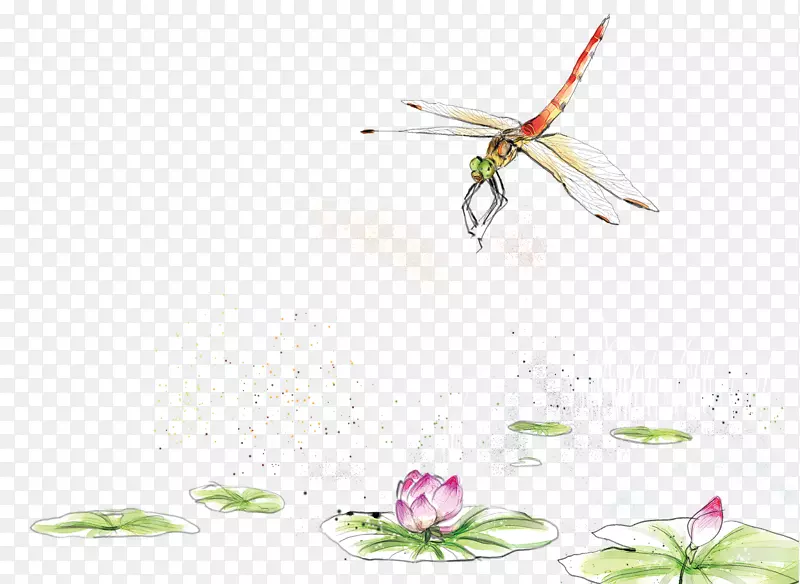水彩画.手绘水彩荷塘蜻蜓装饰图案