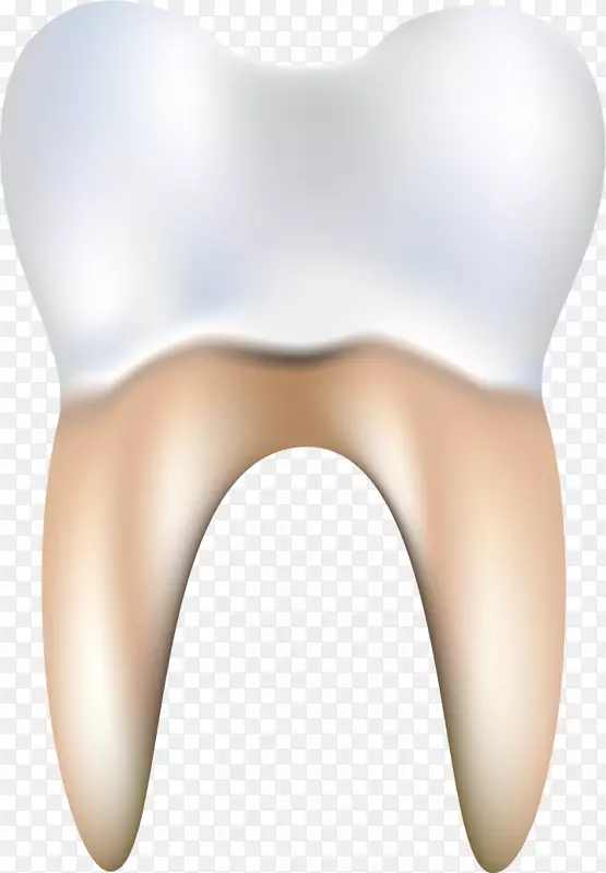牙齿医学--齿和牙龈