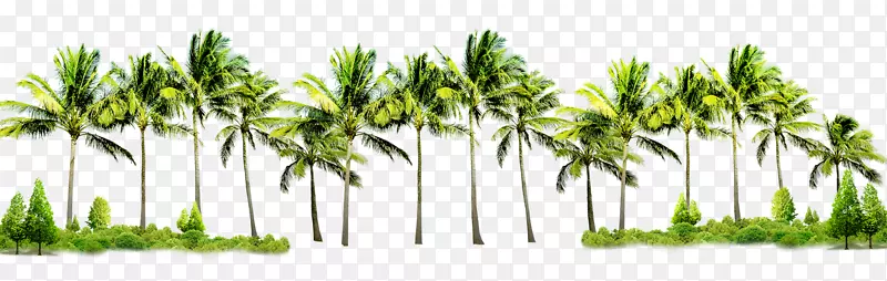 海报传单图形设计-椰子树