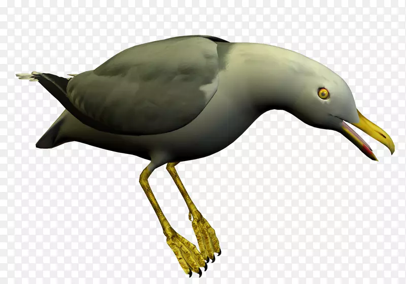 海鸥剪贴画-麻雀鸟