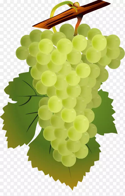 红葡萄酒、白葡萄酒、普通葡萄、CAHOR、AOC-载体葡萄
