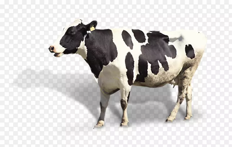 牛奶电池充电器牲畜电动围栏-奶牛