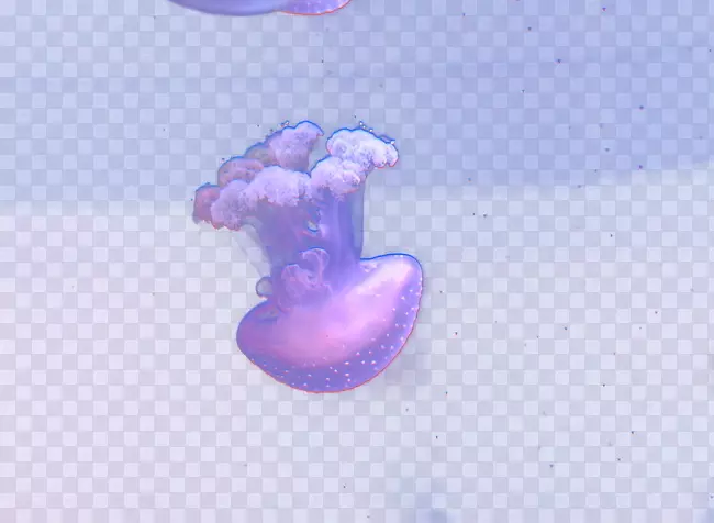 紫色电脑壁纸-梦幻水母