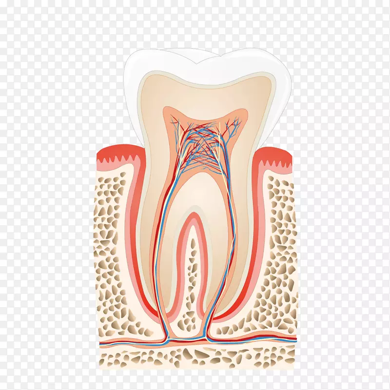 人牙髓牙根管-牙体轮廓图