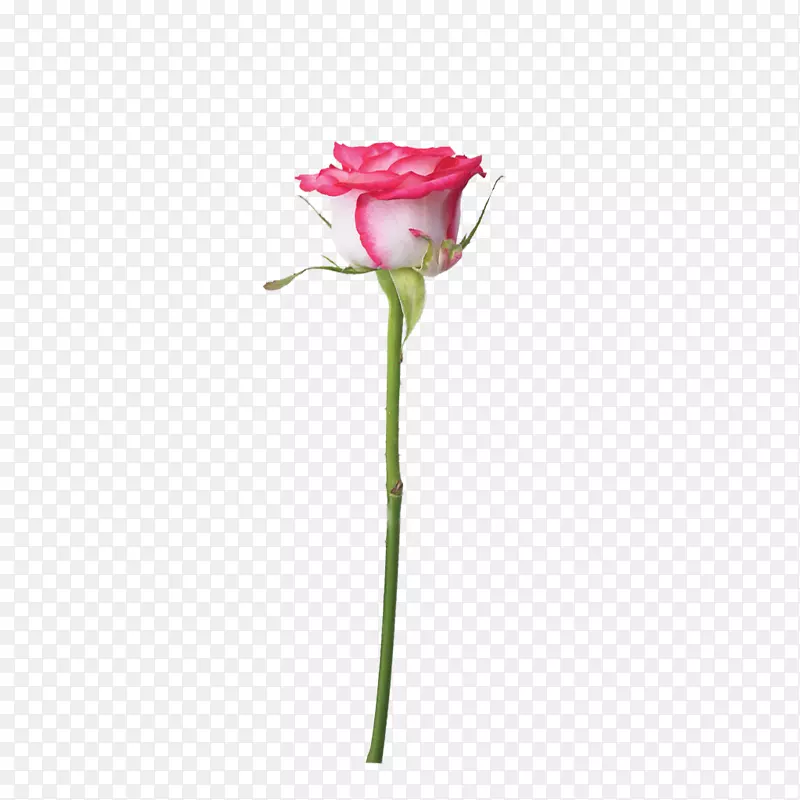 花园玫瑰沙滩玫瑰蜈蚣玫瑰粉红色蕾丝白色玫瑰枝