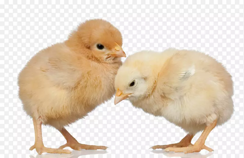丝绸肉鸡养殖-可爱的小鸡