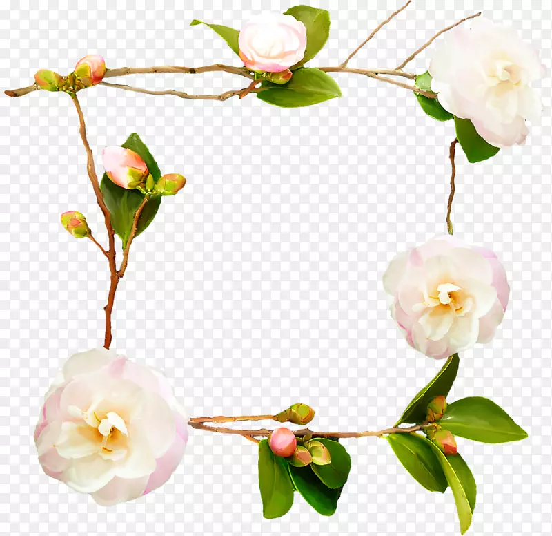 蔷薇花图案-白玫瑰