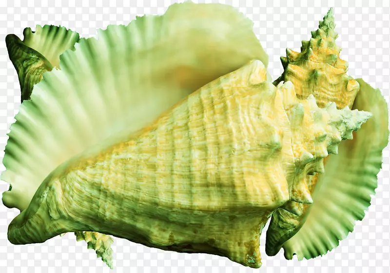 黄色形状图.淡黄色条纹海螺材料