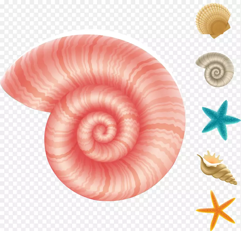 深海生物水生动物水下蜗牛海螺