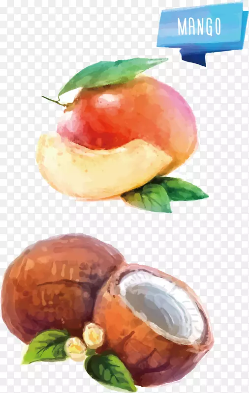 水彩画水果插图.桃子