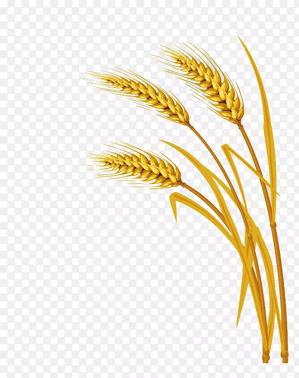 小麦下载剪辑艺术-水稻