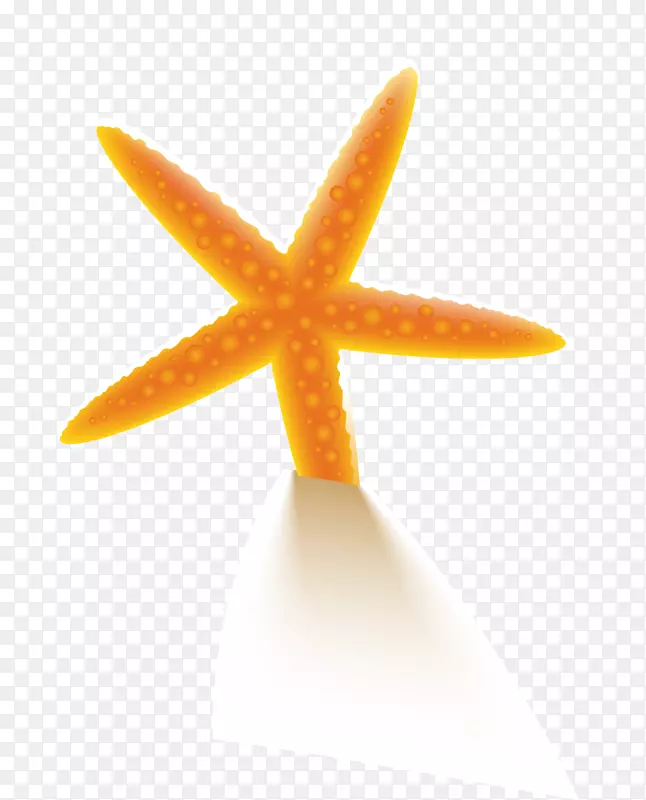 海星-橙色沙滩海星