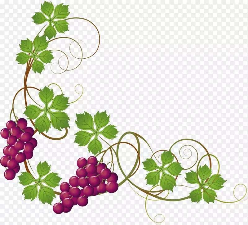普通葡萄叶剪贴艺术手绘紫色葡萄