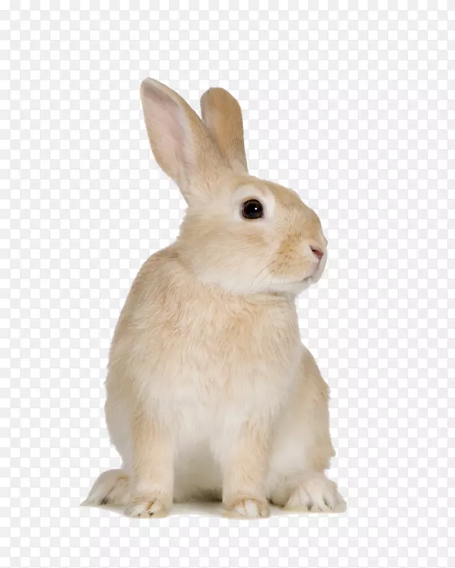 复活节兔子，米色兔子，啮齿动物，欧洲兔子，家兔-可爱的小兔子