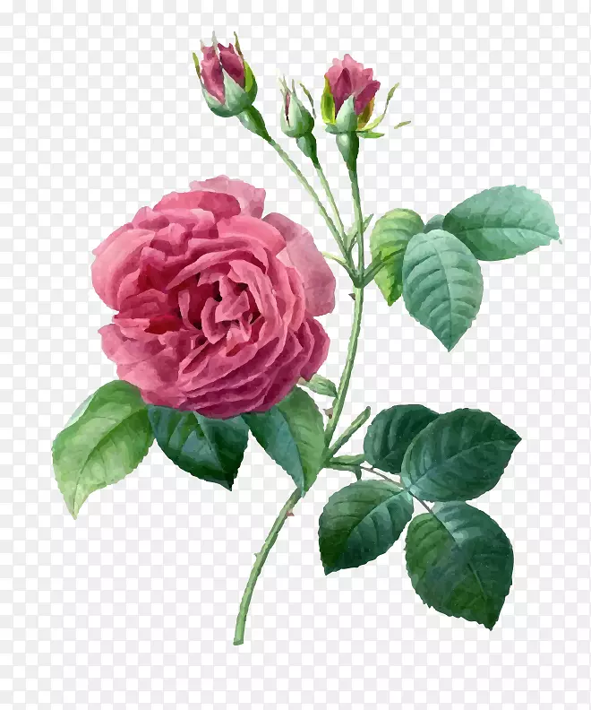 花园玫瑰蜈蚣玫瑰皮埃尔约瑟夫红玫瑰(1759-1840)