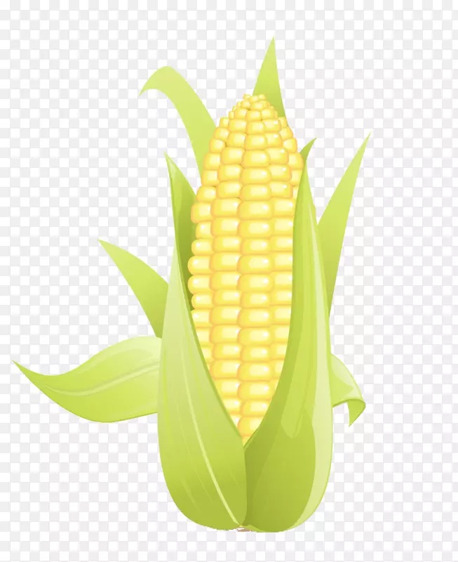 玉米芯玉米田玉米剪贴画玉米