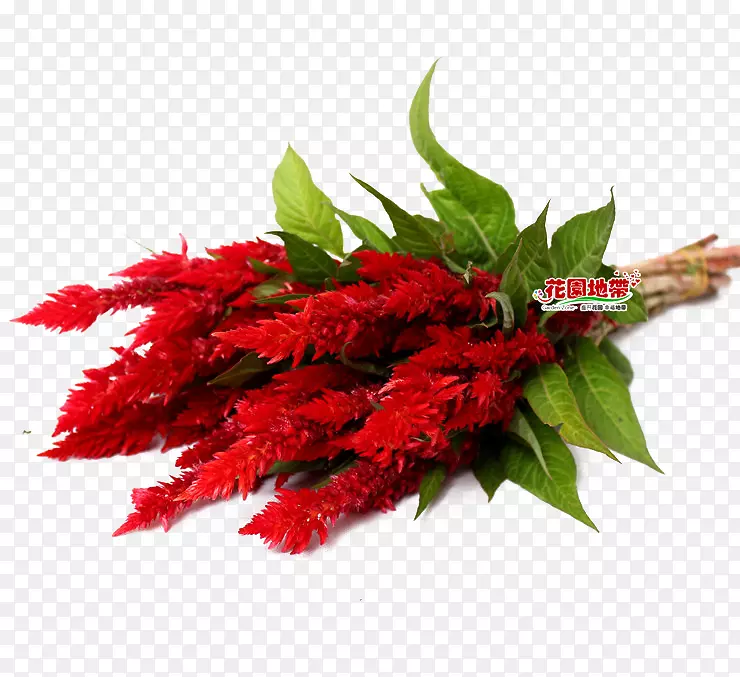 红色植物载体-植物的红色花束绿叶