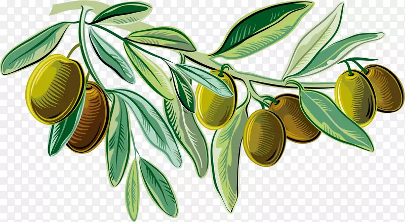 地中海菜意大利菜橄榄油插图-绿色美味橄榄