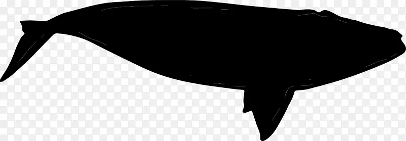 黑喙鲸