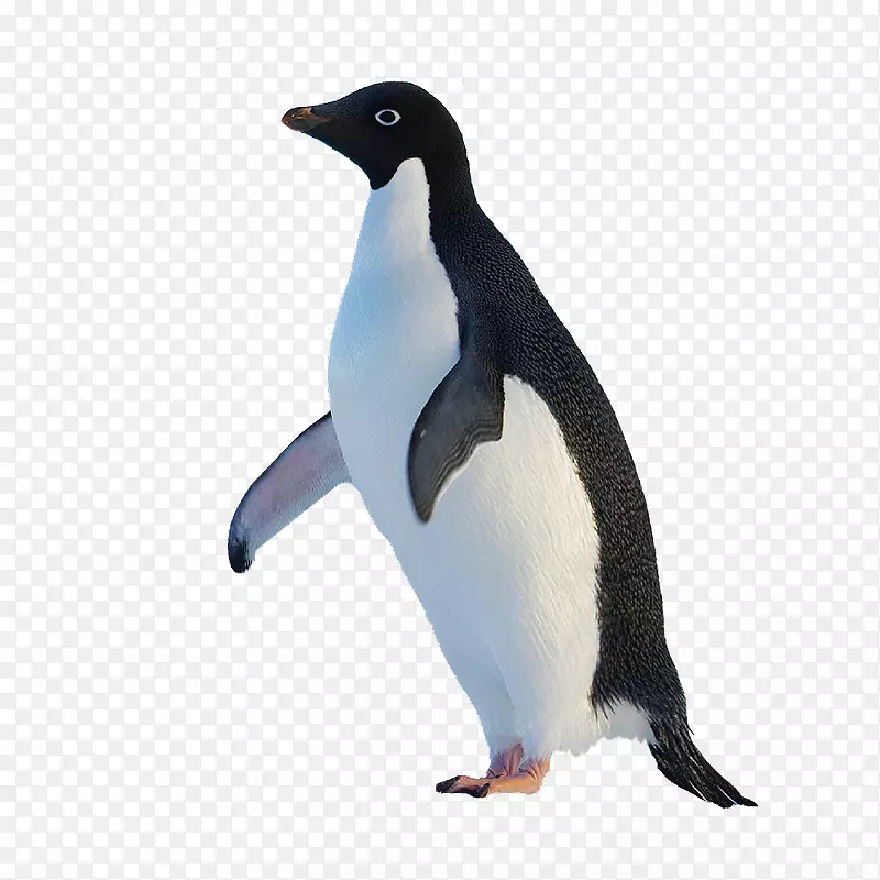 金企鹅原企鹅-漂亮的企鹅