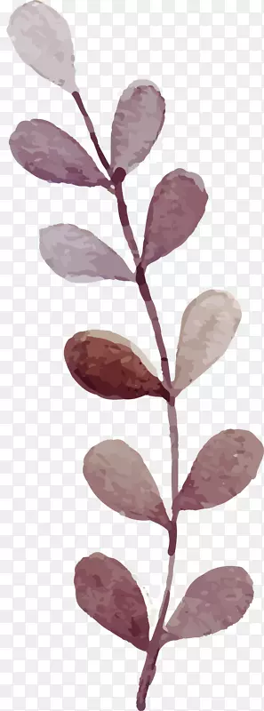水彩：花卉水彩画-咖啡色水彩画植物