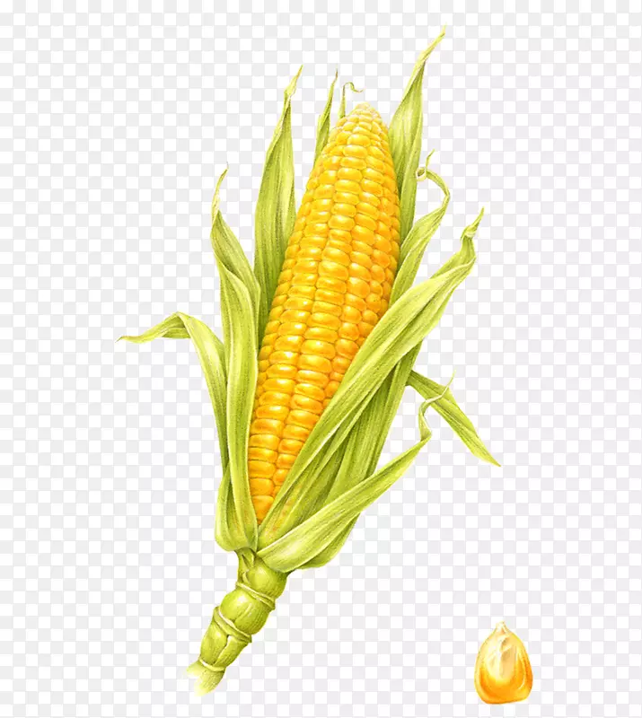 玉米上的玉米视觉艺术玉米插图-玉米