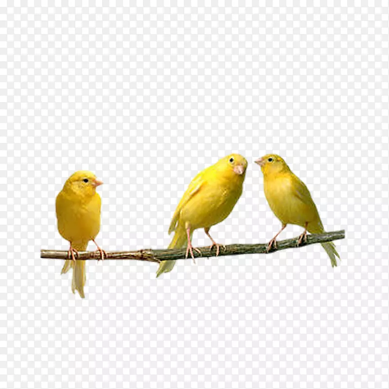 家养金丝雀，鹦鹉，雄鸟