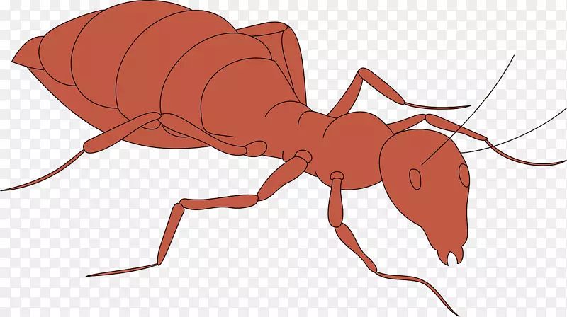 蚂蚁昆虫剪贴画-粉红色蚂蚁