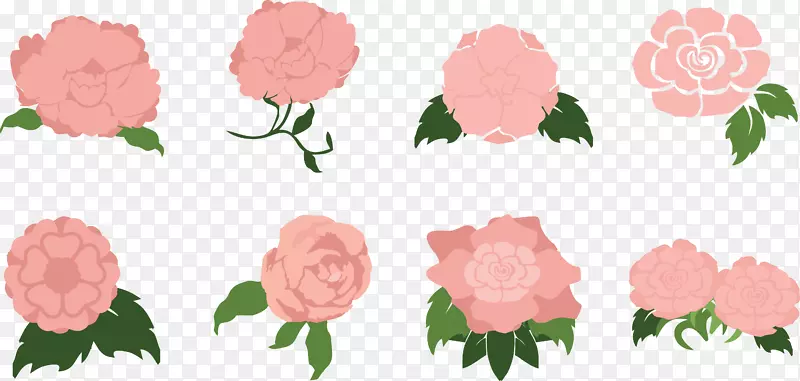 花园玫瑰，海葵，蜈蚣玫瑰，粉红色-银色莲花，粉红色甜