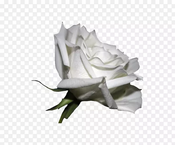 月季-美丽的白玫瑰