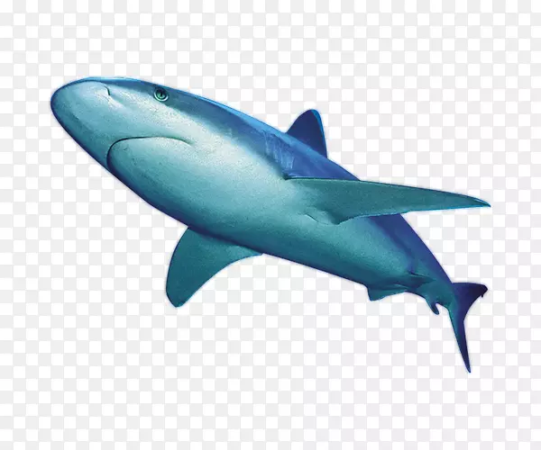 鲨鱼剪贴画-凶猛的鲸鱼