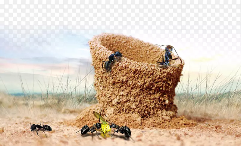 蚂蚁海报-蚂蚁材料