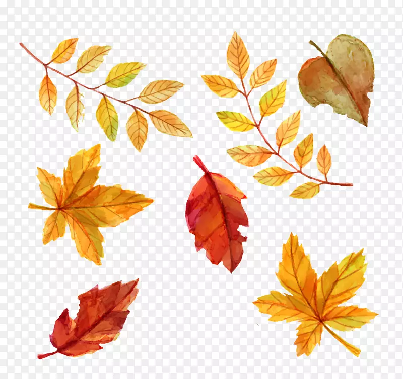 秋叶颜色水彩叶