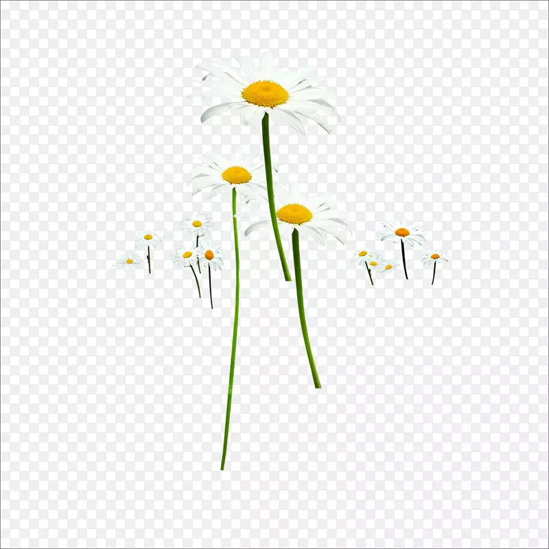 花卉设计师-菊花
