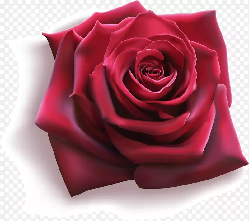 玫瑰花插图-葡萄酒红玫瑰