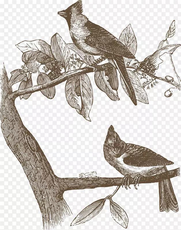 鸟类猫头鹰常见夜莺画图-雁
