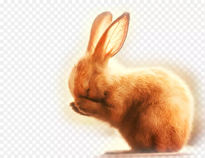 狗兔摄影可爱-可爱的小兔子