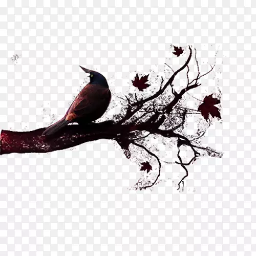 树墙纸-乌鸦