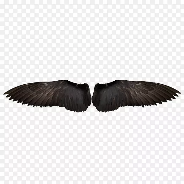 鸟翼羽毛-黑鹰翅膀
