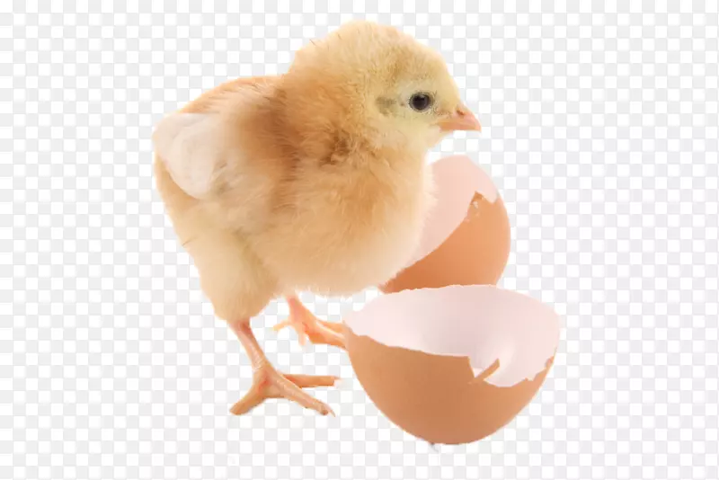 鸭鸡鹅鹌鹑出生雏鸡