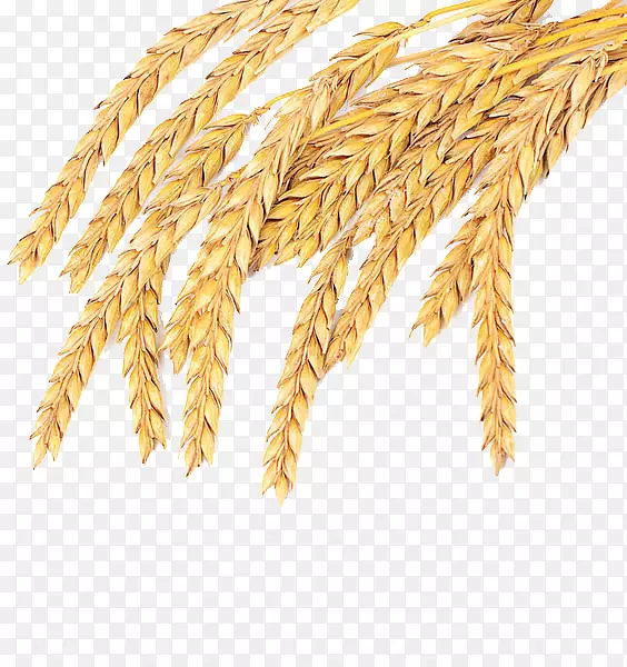 草营村普通小麦谷类全粒成熟小麦