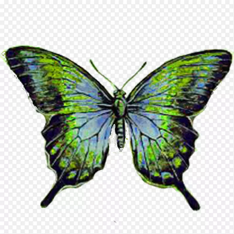 蝴蝶纸昆虫着色书绘图-蝴蝶