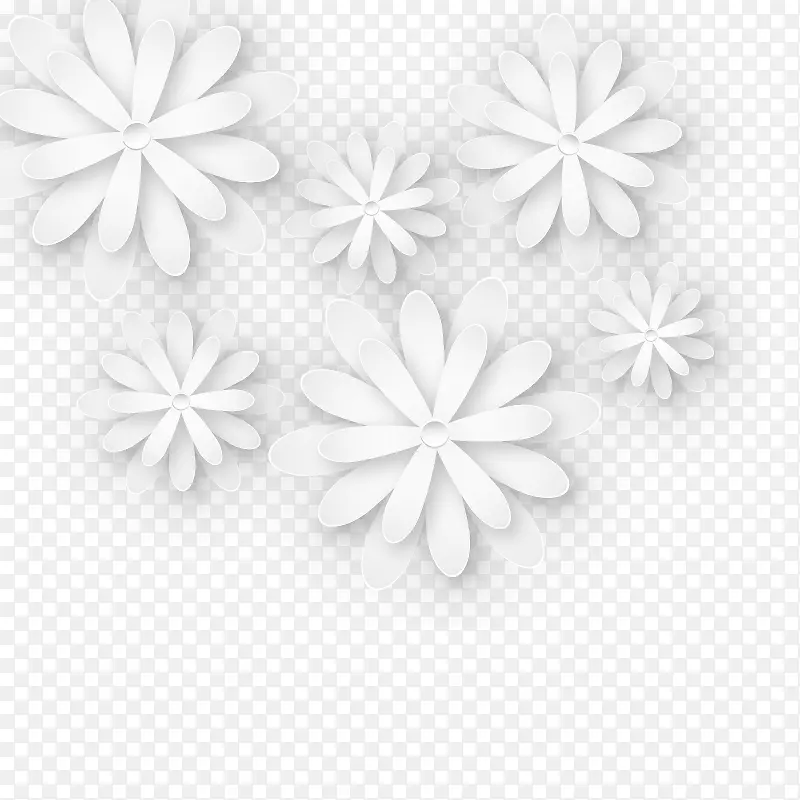 黑白花瓣普通雏菊三维白花