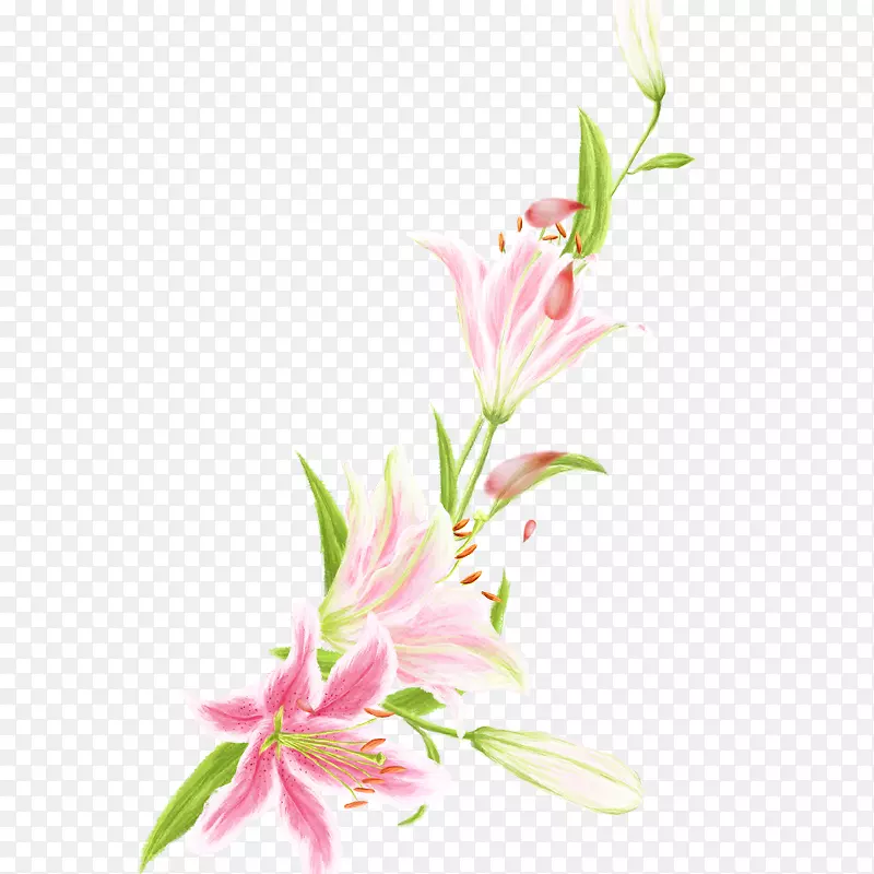 花设计粉红色百合花-粉红色百合