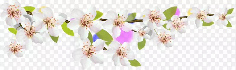 花瓣樱花-美丽的樱桃材料
