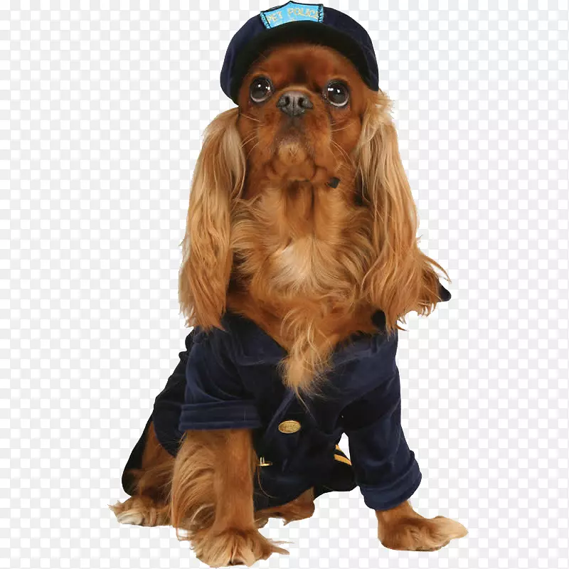 狗猫，小狗，小猫，宠物狗
