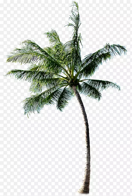 仙人掌7a椰子树