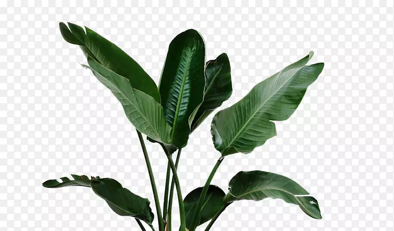 植物浇水罐-香蕉叶绿